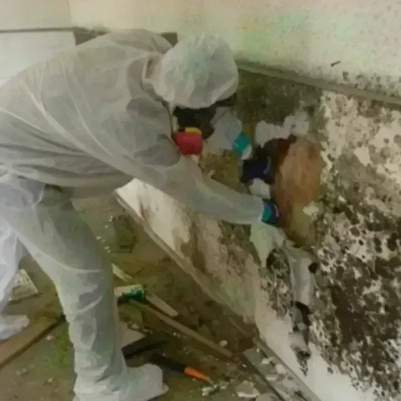 Mold Remediation and Removal in Haskell County, OK